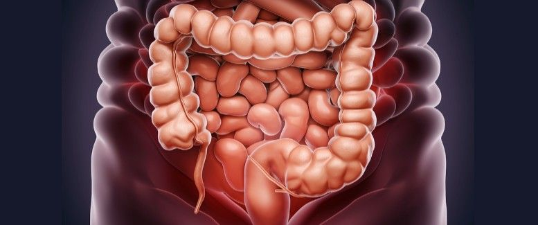 Abans del SIBO: entendre la fisiologia digestiva per tractar la causa